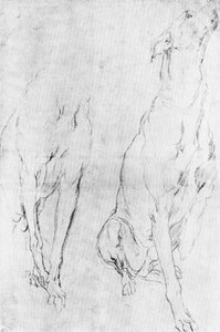 Studie für den Windhund im Porträt des Herzogs von Richmond, ca. 1634, 1900
