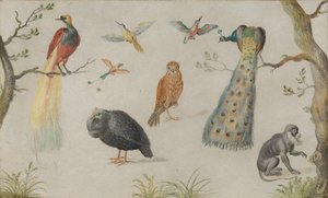 Studie von Vögeln und Affen, 1660-1670