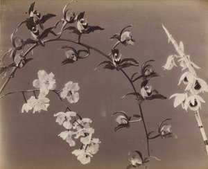 Studie von Orchideen von Unbekannt