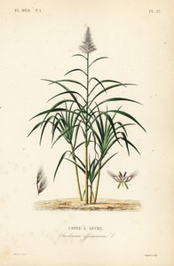 Zuckerrohr, Saccharum officinarum