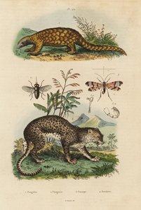 Sunda-Schuppentier, kritisch gefährdet, Leopard, Pferdebremse, Skorpionfliege