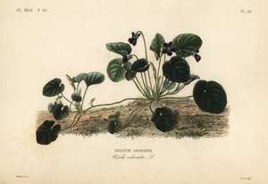 Duftveilchen oder Gartenveilchen