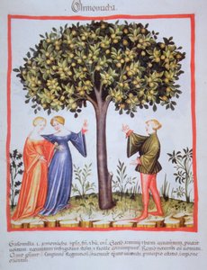 "Tacuinum Sanitatis" Codex Vindobonensis Nova Series 2644, fol. 9, Aprikosen pflücken, Miniatur