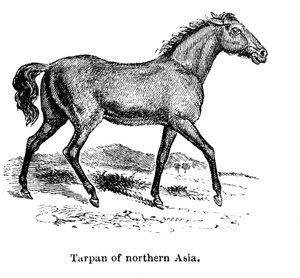 Tarpan, 1850 von Unbekannt