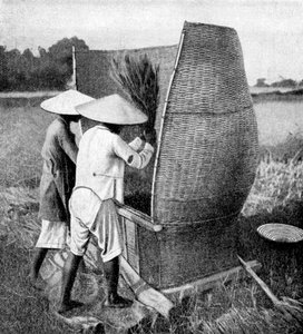 Die annamesische Art des Reisschneidens und -dreschens, Annam, Vietnam, 1922 von Unbekannt