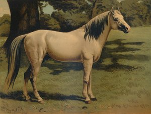 Der Arabische Pony-Charger von General Sir Hope Grant, um 1879