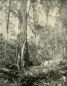Der Baron, ein bekannter hoher Baum, 1901 von Unbekannt