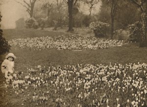 Der Krokusteppich des Frühlings, ca. 1935 von Unbekannt