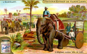 Der Elefant als Zugtier, um 1900