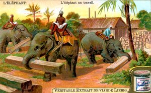 Der Elefant bei der Arbeit, ca. 1900