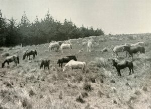Die Mandschurischen Ponys auf Quail Island, Port Lyttelton, ca. 1907, 1909 von Unbekannt