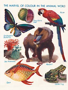 Das Wunder der Farbe in der Tierwelt, 1935 von Unbekannt