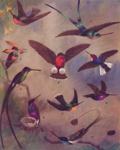 Die wunderbare Farbe der Kolibris, 1935