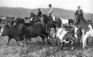 Der Prinz von Wales beim Viehtrieb in Alberta, Kanada, um 1930er von Unbekannt