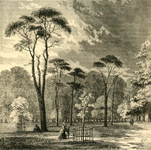 Die schottischen Kiefern, Kensington Gardens