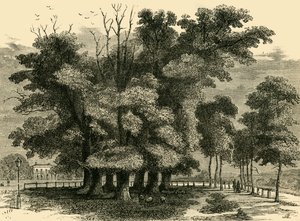 Die Sieben Schwestern, 1830