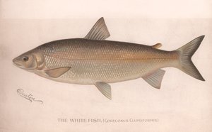 Der Weiße Fisch Coregonus Clupeiformis, um 1920er Jahre von Unbekannt