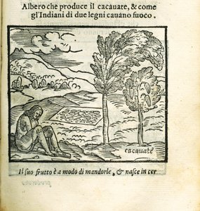 Der Kakaobaum. Aus Historia del Mondo Nuovo von Girolamo Benzoni, 1563 von Unbekannt