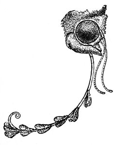 Die Motte Acontia luctuosa und Orchideenpollen, 1862 von Unbekannt