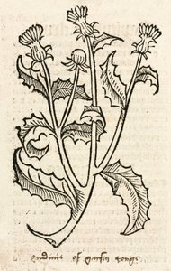 Distel von Unbekannt