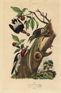 Dreizehenspecht, Picoides tridactylus, Männchen, Weibchen und Jungtier vor dem Nest von Unbekannt