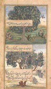 Drei Bäume Indiens, Folio aus einem Baburnama, Autobiographie von Babur, spätes 16. Jahrhundert von Unbekannt