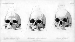 Drei Arten von menschlichen Schädeln, 1848 von Unbekannt