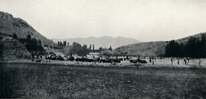 Korn dreschen auf die alte Weise, 1911