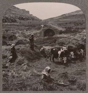 Getreide dreschen in der Nähe von Jacobs Brunnen, um 1900