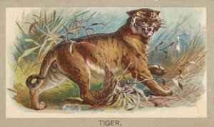 Tiger, aus der Serie Tiere der Welt T180, herausgegeben von Abdul Cigarettes