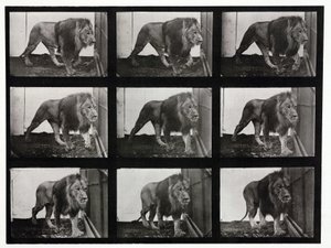 Zeitrafferfotografien eines Löwen, der in seinem Käfig umhergeht von Unbekannt