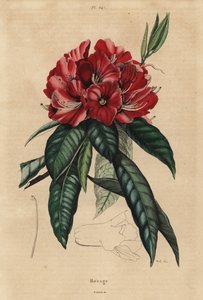 Baumrhododendron, Rhododendron arboreum