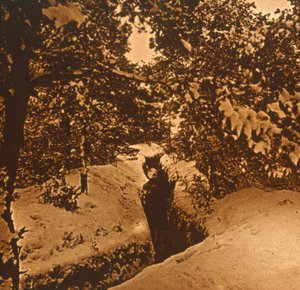 Schützengräben unter Tannen, ca. 1914-1918 von Unbekannt