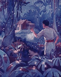 Tropische Glühwürmchen als tanzende Lichtpunkte, 1935