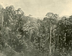 Tropische Sträucher, Blackall Range, Queensland, 1901