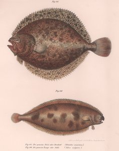 Steinbutt, Rhombus maximus, Gemeine Seezunge Solea vulgaris, ca. 1850er Jahre von Unbekannt