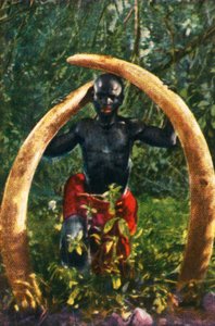 Stoßzähne eines afrikanischen Elefanten, ca. 1928 von Unbekannt