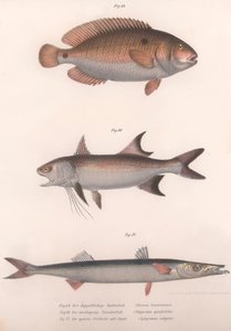 Zweifleck-Bimakulus, Afrikanischer Rotflossenfisch, Gemeiner Barrakuda, ca. 1850er von Unbekannt