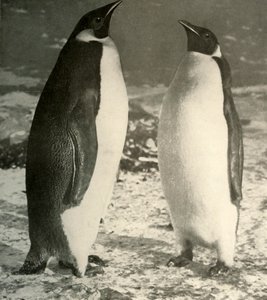 Zwei Kaiserpinguine, ca. 1908, 1909 von Unbekannt