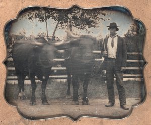 Zwei Ochsen und Fahrer, 1850er von Unbekannt
