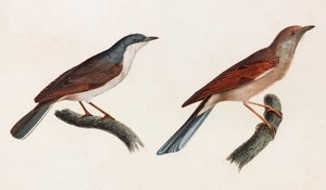 Zwei Farbillustrationen von Vögeln