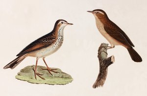 Zwei Farbillustrationen von Vögeln
