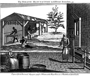 Verschiedene Stadien der Tabakproduktion, Virginia, USA, 1750 von Unbekannt