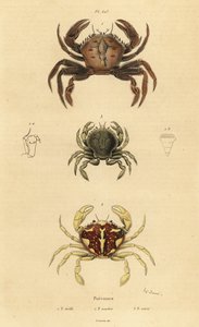 Samtkrabbe, Necora puber 1, Marmorierte Schwimmkrabbe, Liocarcinus marmoreus 2 und Pennants Schwimmkrabbe, Portumnus latipes 3 von Unbekannt