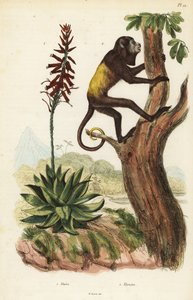 Venezolanischer Roter Brüllaffe und Aloe Vera von Unbekannt