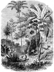 Blick auf die spanische Hauptküste, Guatemala, 1877 von Unbekannt
