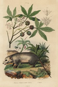 Virginia-Opossum, Didelphis virginiana, und Maniok, Manihot esculenta von Unbekannt