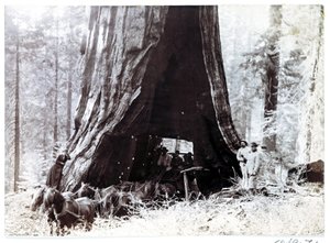 Wagen durch einen riesigen Baum, Nordamerika, um 1900 von Unbekannt