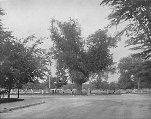 Washington Elm, Cambridge, Massachusetts, ca. 1897 von Unbekannt