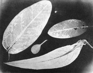 Wasserfixiertes Foto Vier Blätter, Sommer 1839